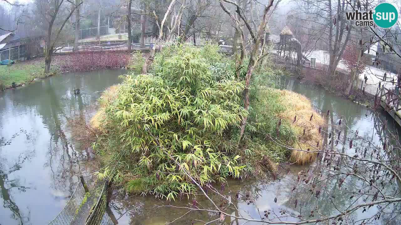 Südlicher Gelbwangen-Schopfgibbon Zoo Ljubljana webcam