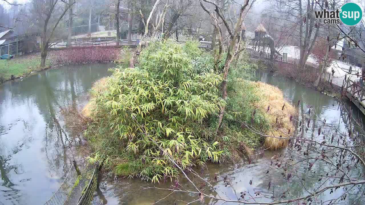 Yellow-cheeked gibbon Zoo Ljubljana livecam