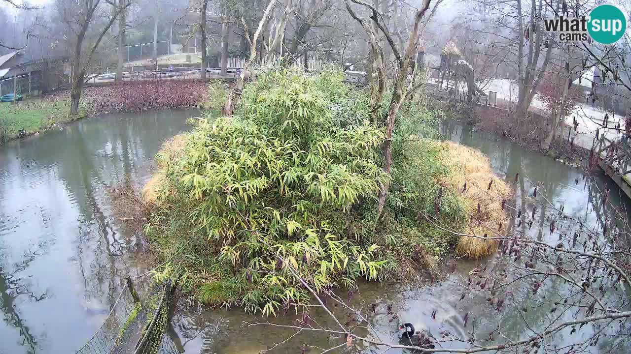 Südlicher Gelbwangen-Schopfgibbon Zoo Ljubljana webcam