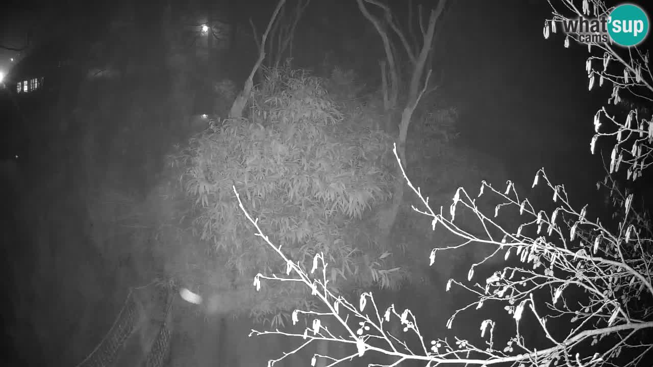 Zlatolični gibon živalski vrt Ljubljana