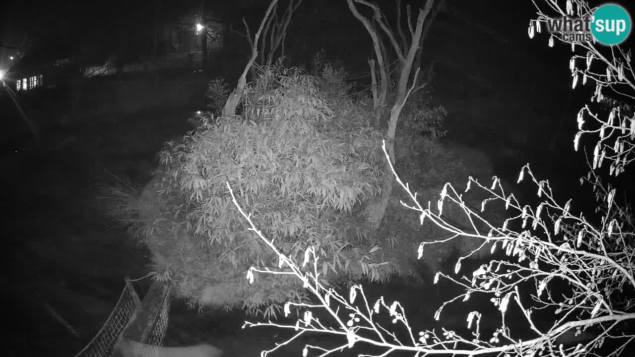 Zlatolični gibon živalski vrt Ljubljana