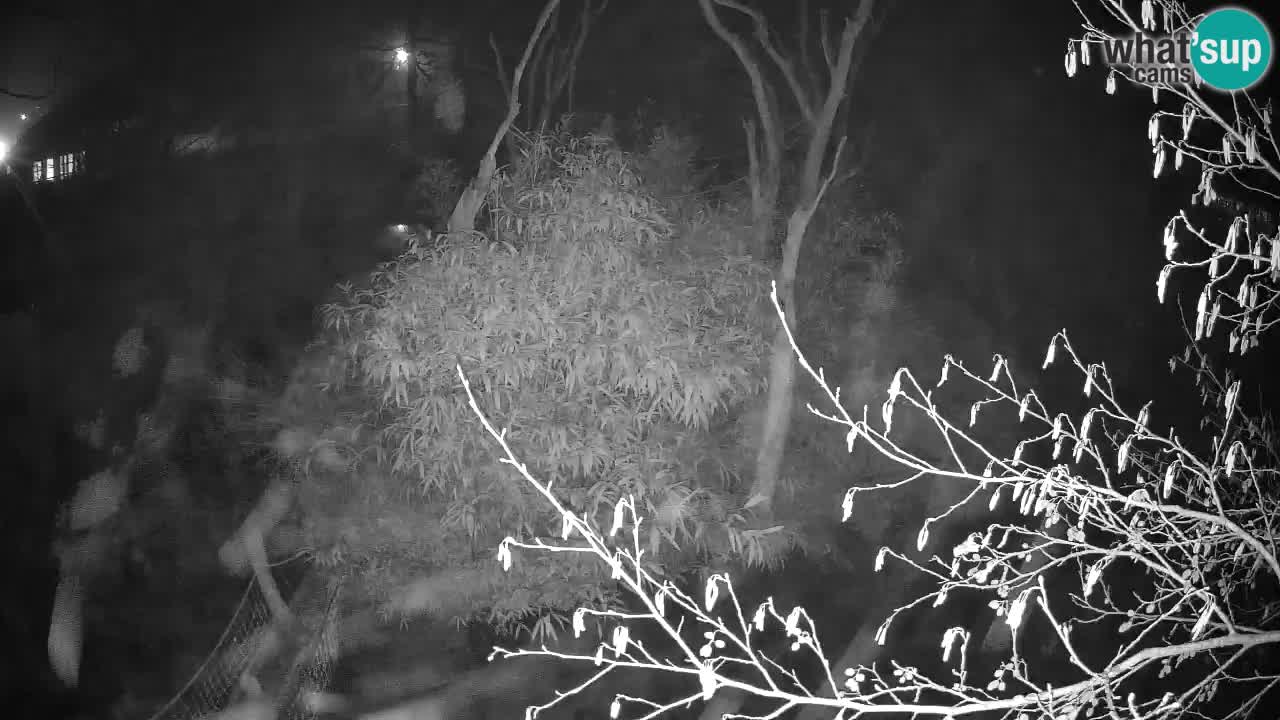 Südlicher Gelbwangen-Schopfgibbon Zoo Ljubljana webcam