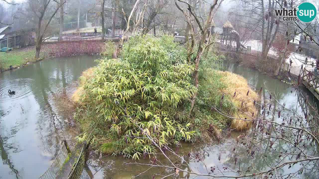 Yellow-cheeked gibbon Zoo Ljubljana livecam