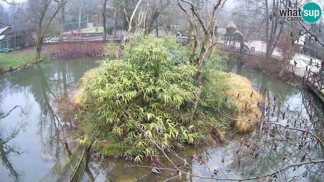 Gibbon à joues jaunes Zoo Ljubljana live cam