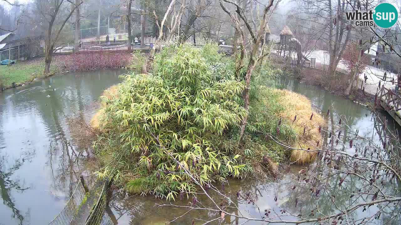 Südlicher Gelbwangen-Schopfgibbon Zoo Ljubljana webcam