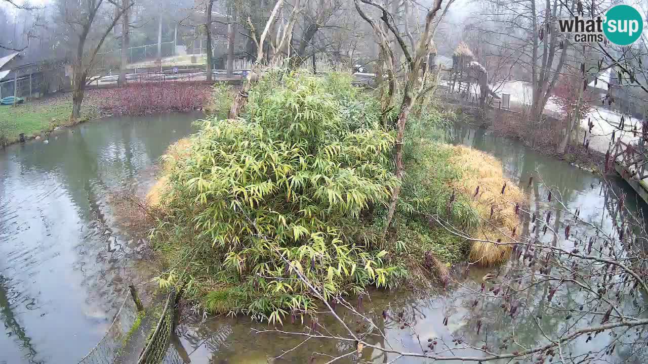 Gibon – Nomascus gabriellae – Zoo Ljubljana web kamera