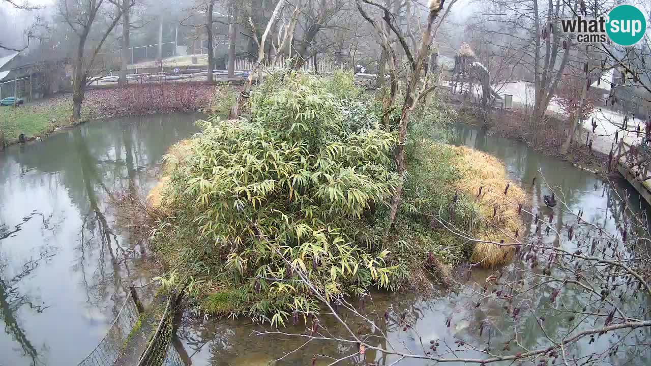 Gibón de mejillas beige Zoo Ljubljana