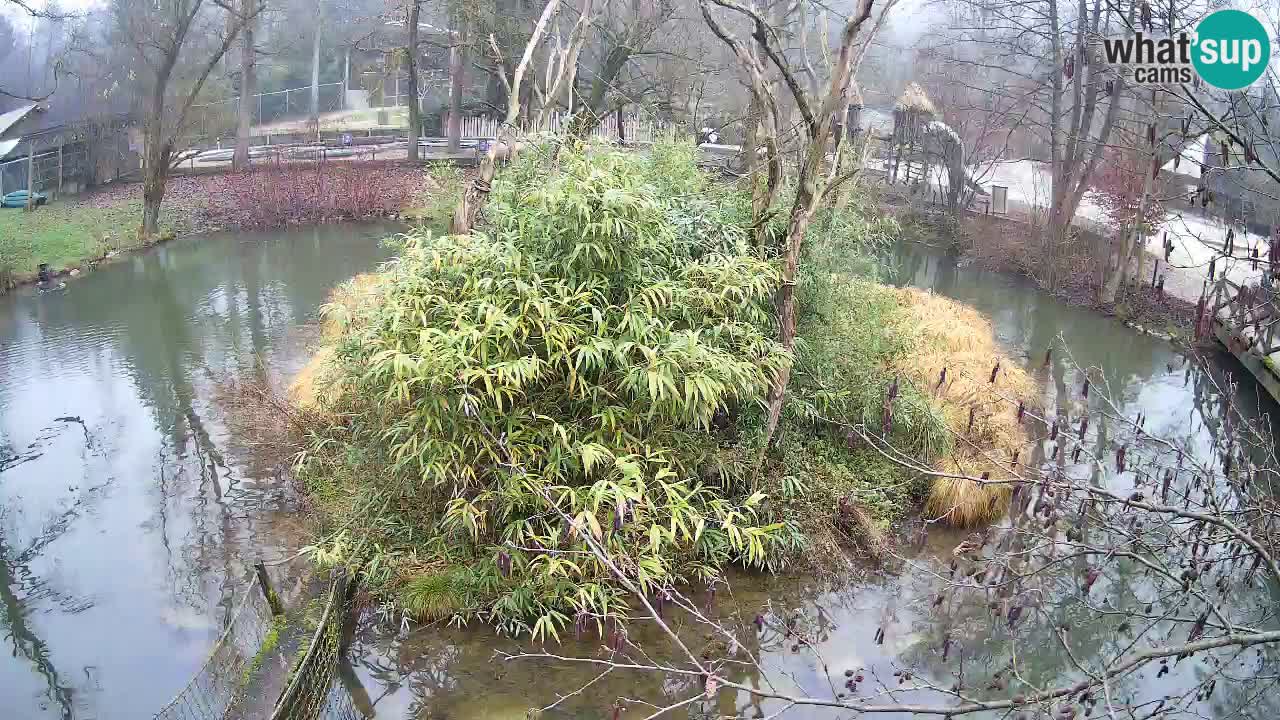 Südlicher Gelbwangen-Schopfgibbon Zoo Ljubljana webcam
