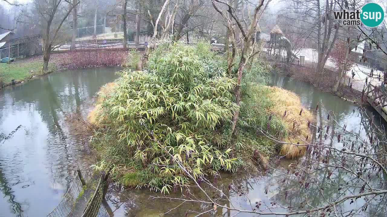 Südlicher Gelbwangen-Schopfgibbon Zoo Ljubljana webcam