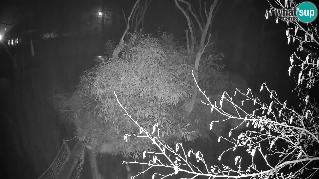 Yellow-cheeked gibbon Zoo Ljubljana livecam