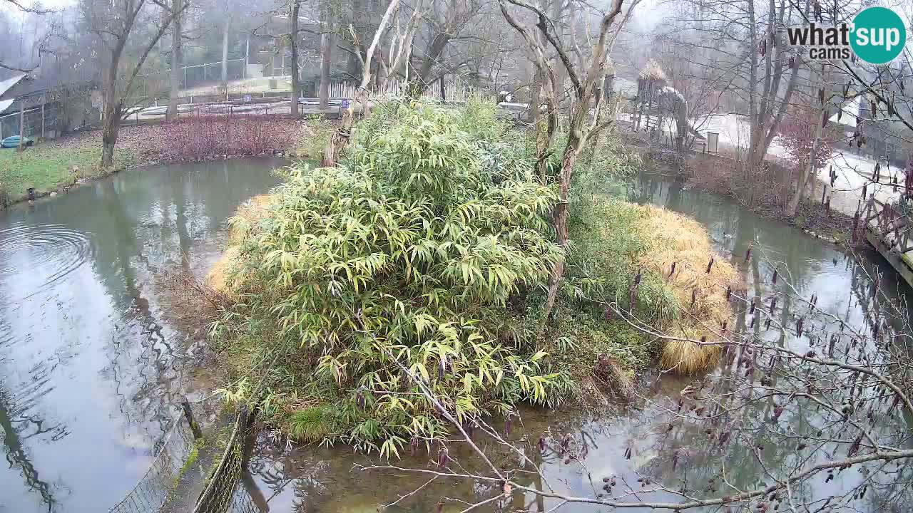 Gibbone dalle guance rosa nello ZOO di Ljubljana