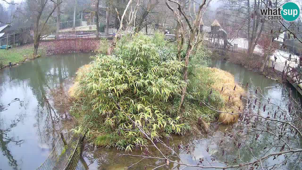 Gibon – Nomascus gabriellae – Zoo Ljubljana web kamera