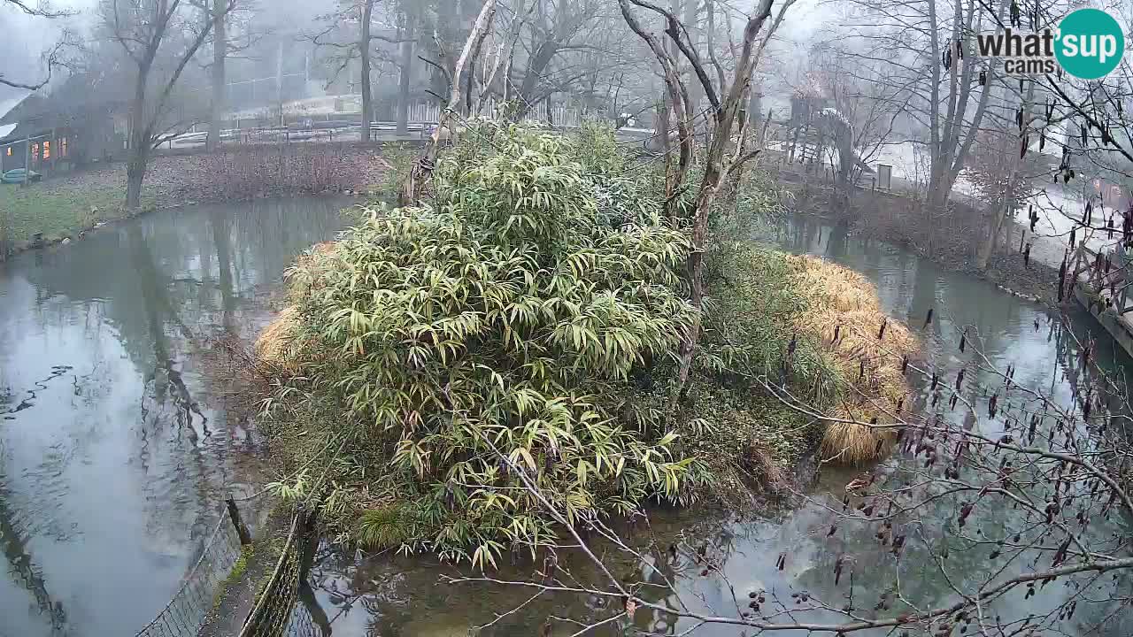 Gibbone dalle guance rosa nello ZOO di Ljubljana