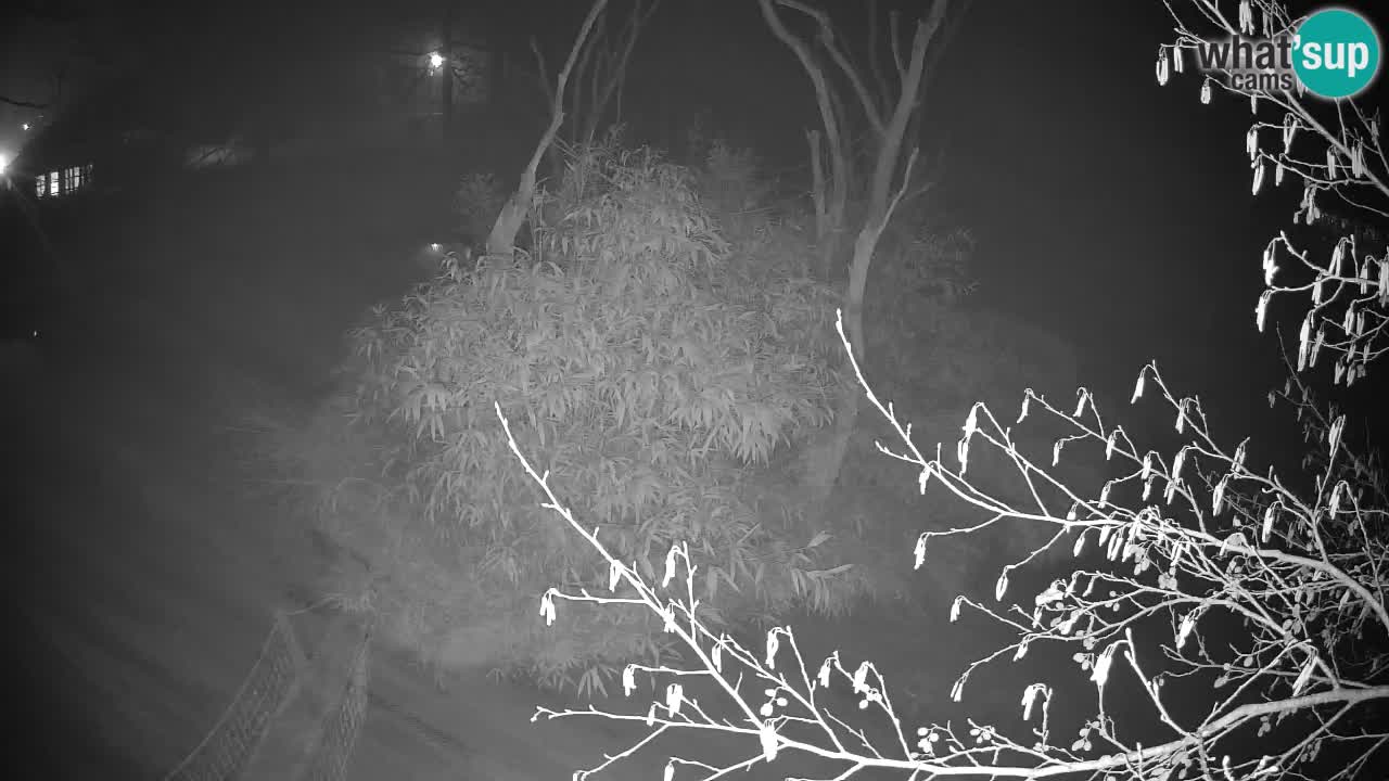 Zlatolični gibon živalski vrt Ljubljana