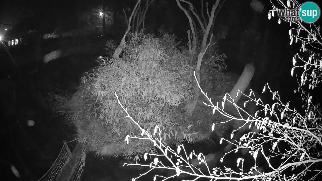 Gibbone dalle guance rosa nello ZOO di Ljubljana