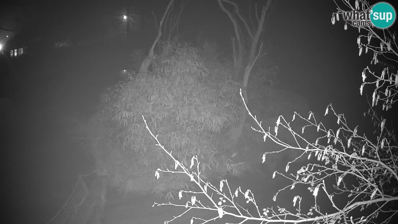 Südlicher Gelbwangen-Schopfgibbon Zoo Ljubljana webcam