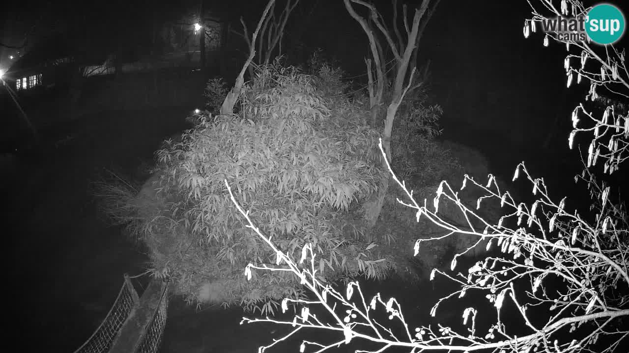 Gibbon à joues jaunes Zoo Ljubljana live cam