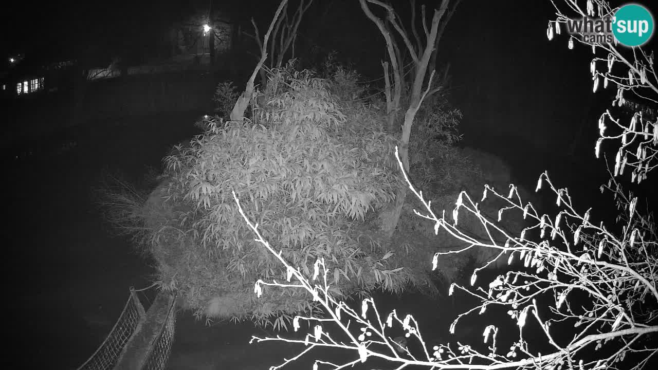 Gibbon à joues jaunes Zoo Ljubljana live cam