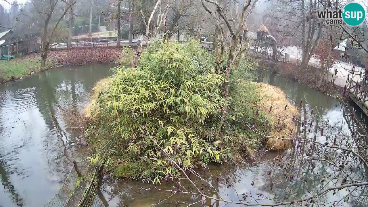 Gibbon à joues jaunes Zoo Ljubljana live cam
