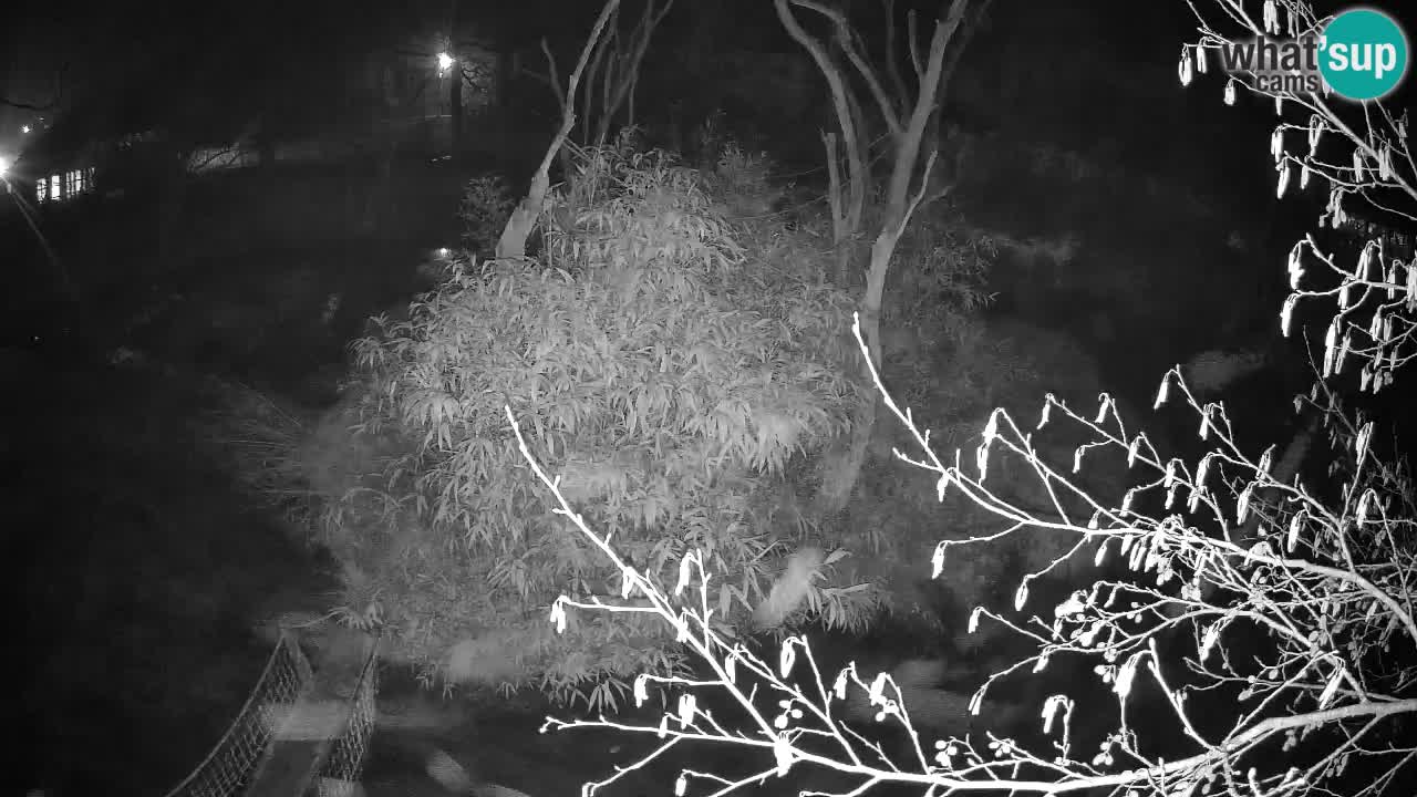 Yellow-cheeked gibbon Zoo Ljubljana livecam