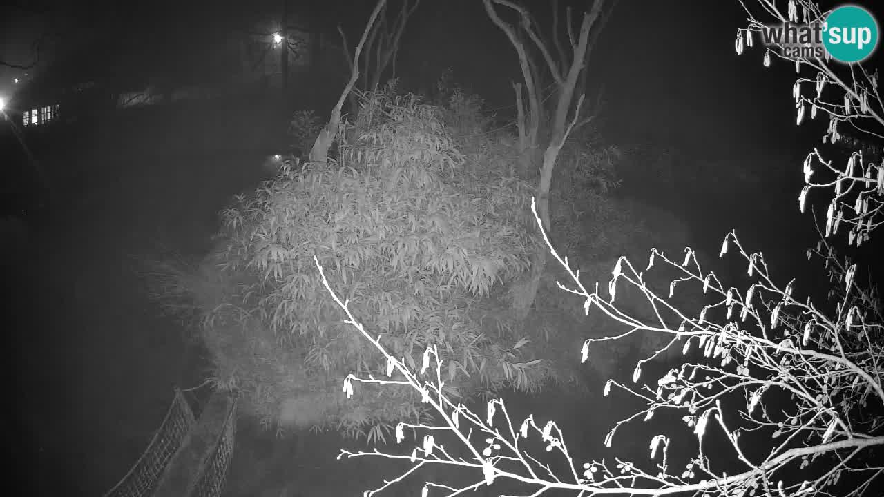 Yellow-cheeked gibbon Zoo Ljubljana livecam