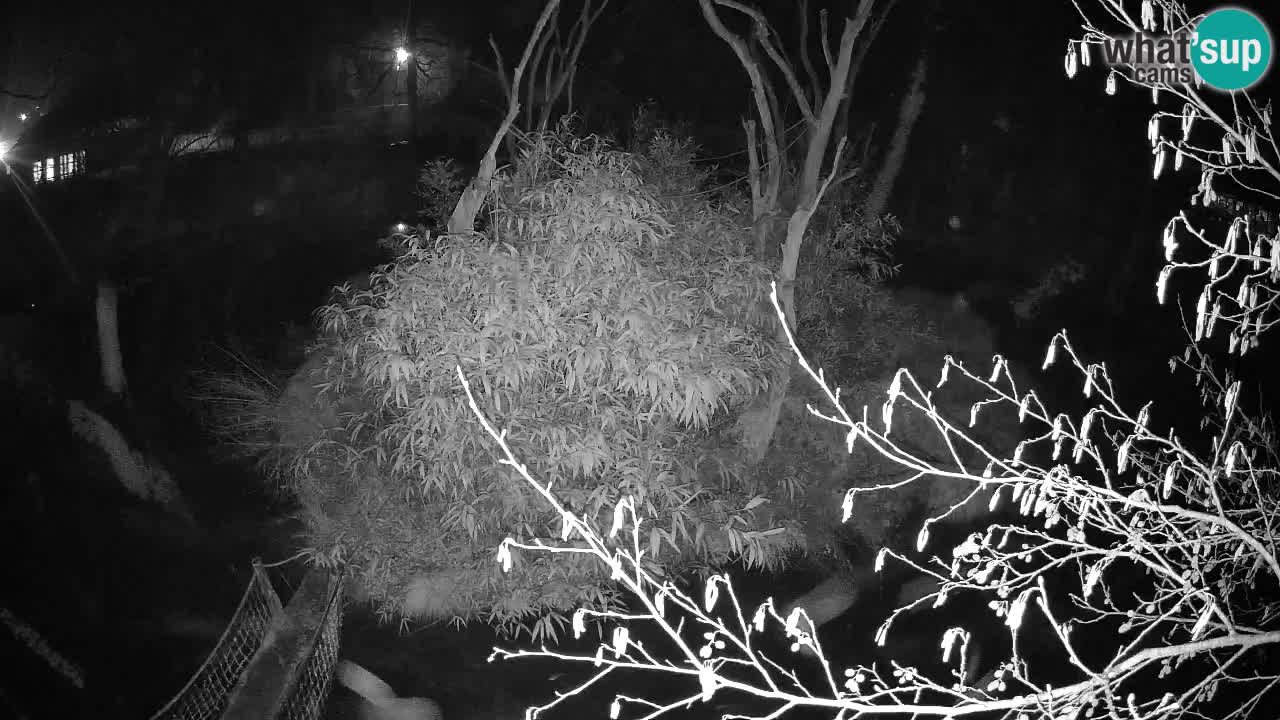 Yellow-cheeked gibbon Zoo Ljubljana livecam