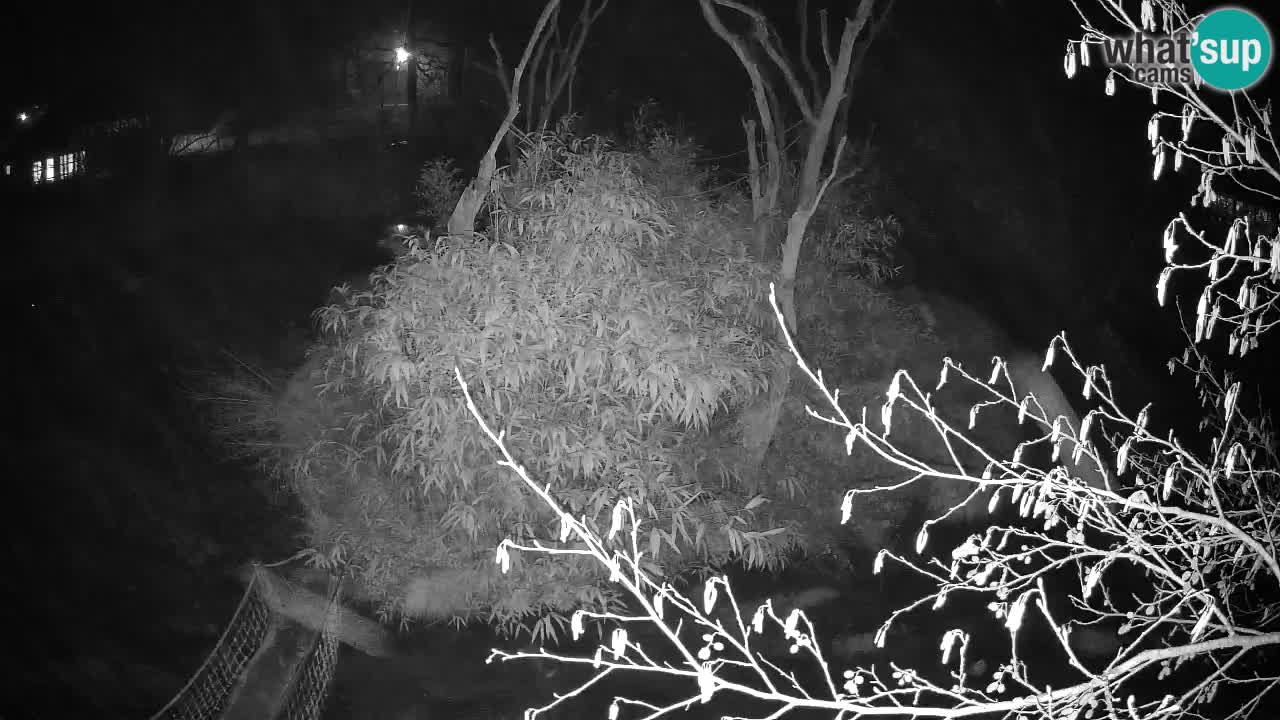 Yellow-cheeked gibbon Zoo Ljubljana livecam