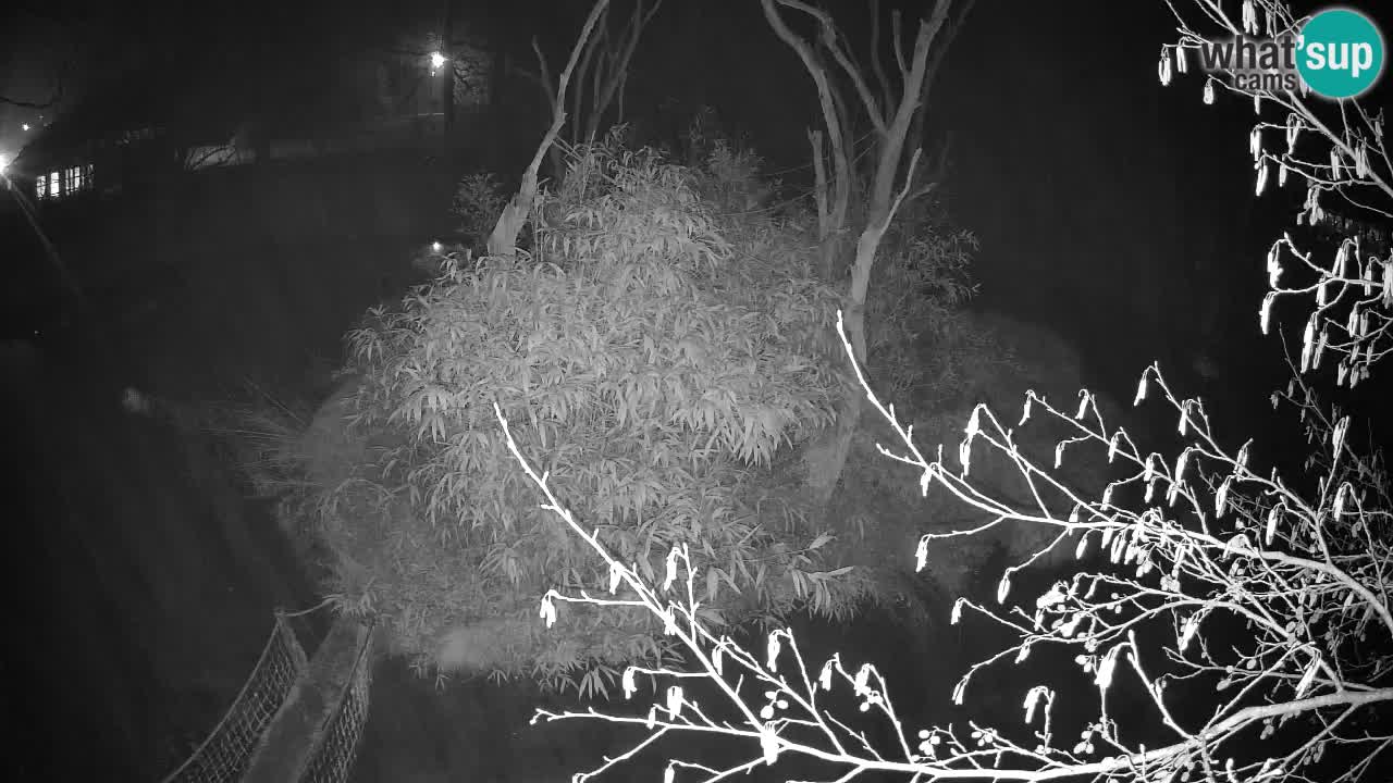 Südlicher Gelbwangen-Schopfgibbon Zoo Ljubljana webcam