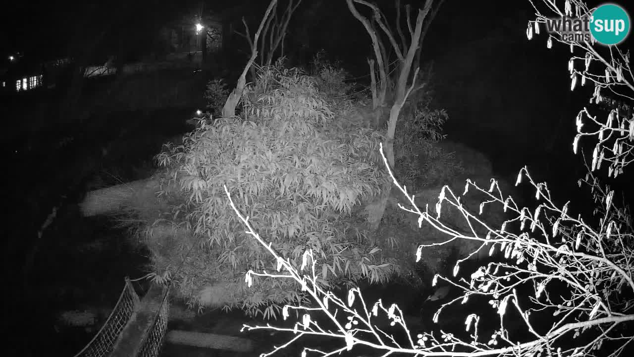 Zlatolični gibon živalski vrt Ljubljana