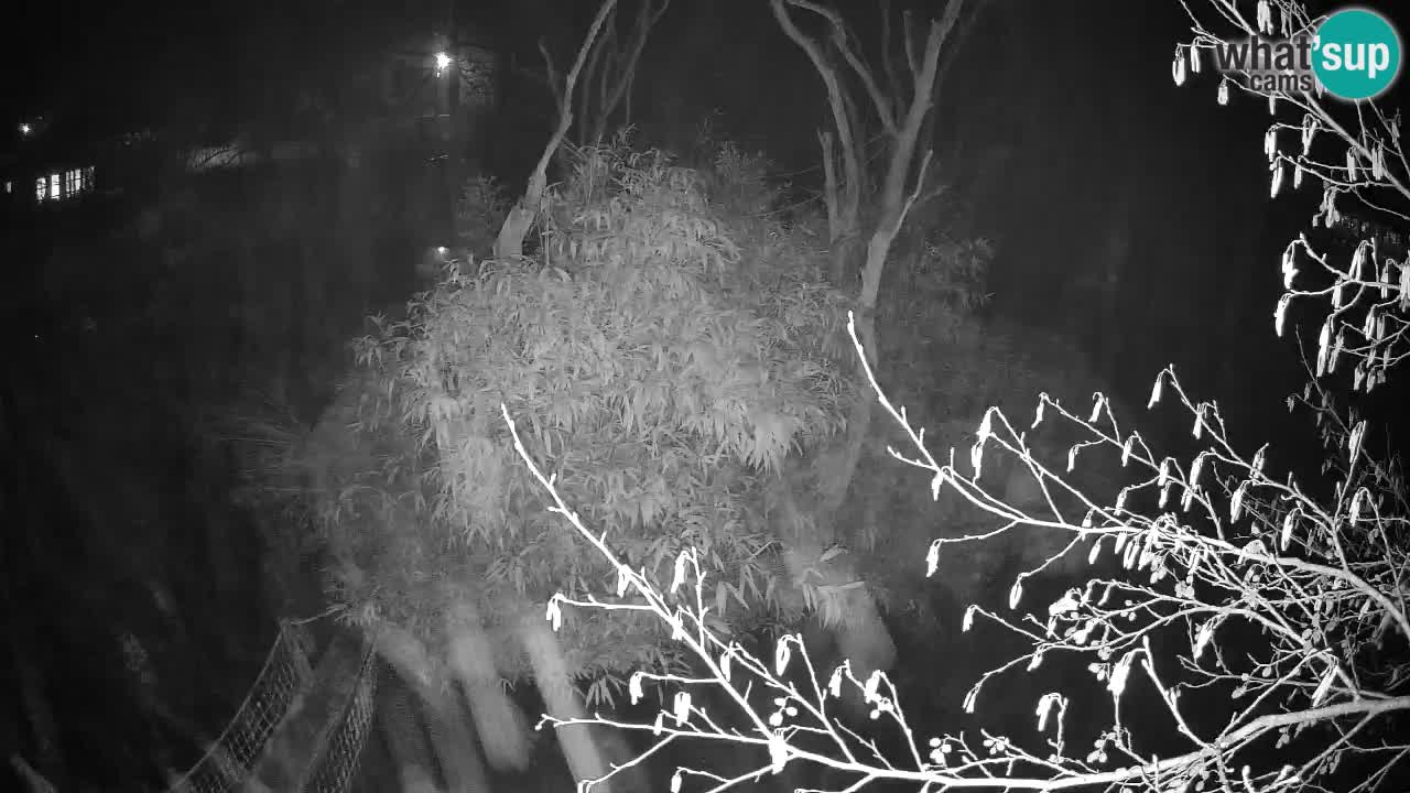 Gibbon à joues jaunes Zoo Ljubljana live cam