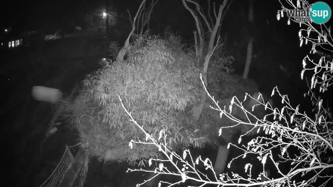 Südlicher Gelbwangen-Schopfgibbon Zoo Ljubljana webcam