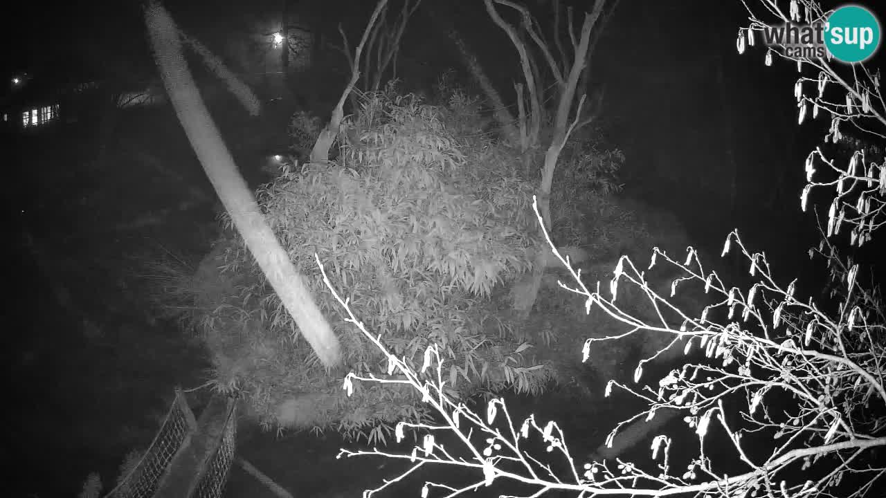 Südlicher Gelbwangen-Schopfgibbon Zoo Ljubljana webcam