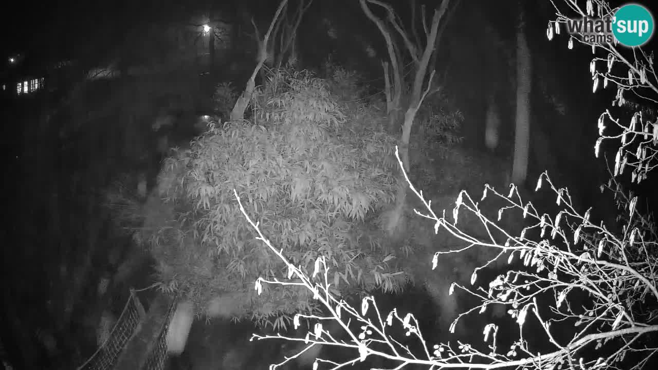 Yellow-cheeked gibbon Zoo Ljubljana livecam