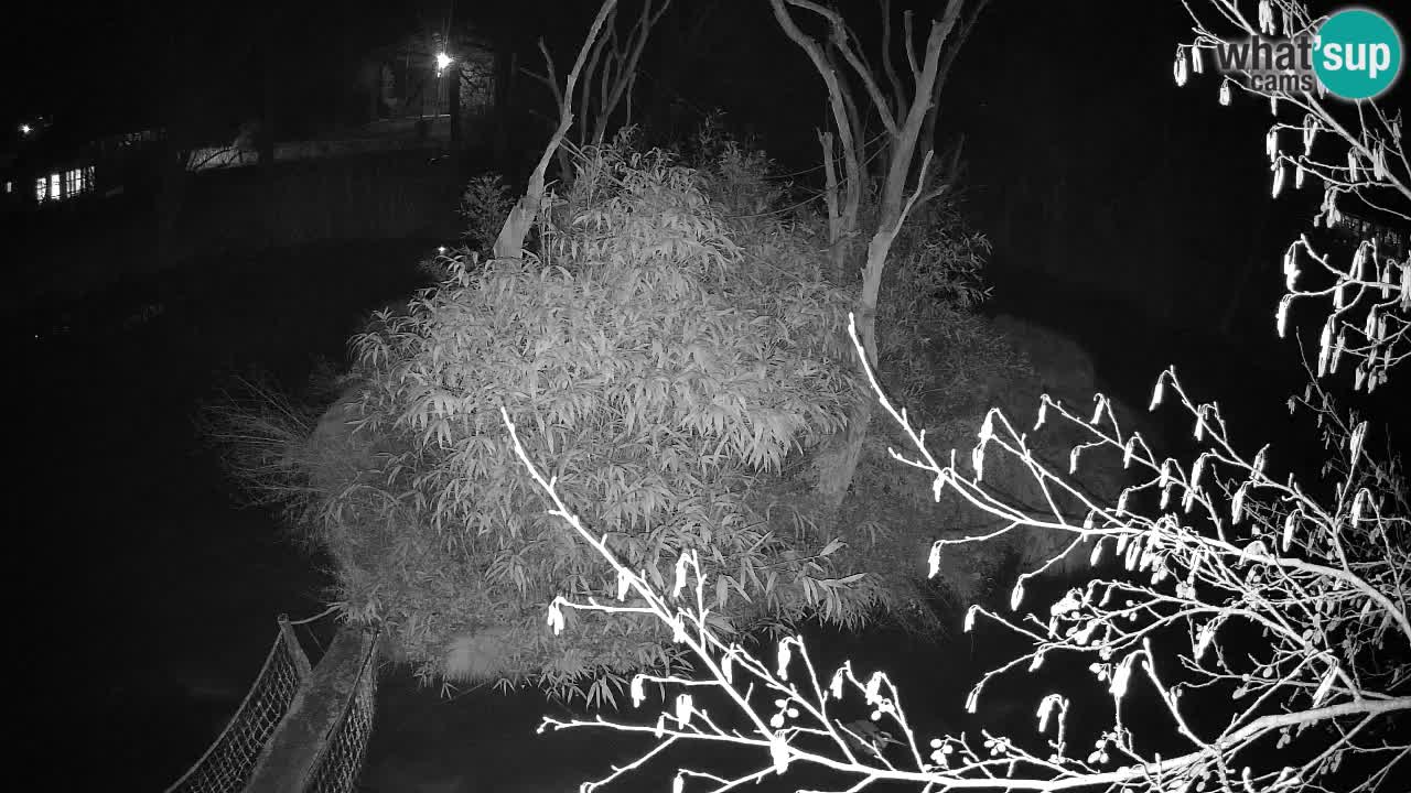 Yellow-cheeked gibbon Zoo Ljubljana livecam