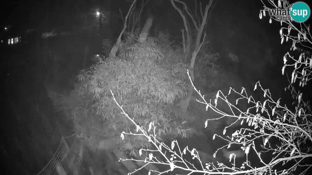 Südlicher Gelbwangen-Schopfgibbon Zoo Ljubljana webcam