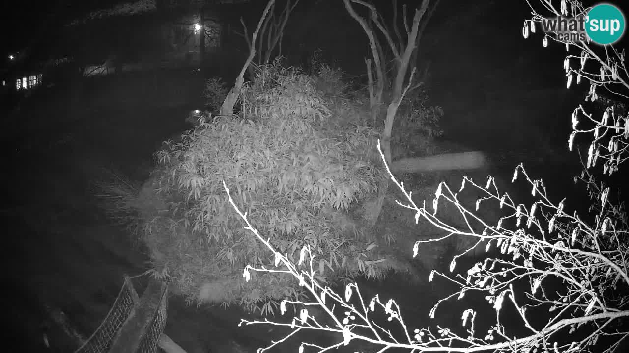 Gibón de mejillas beige Zoo Ljubljana