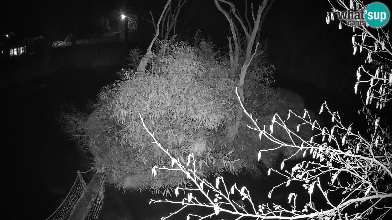 Gibbon à joues jaunes Zoo Ljubljana live cam