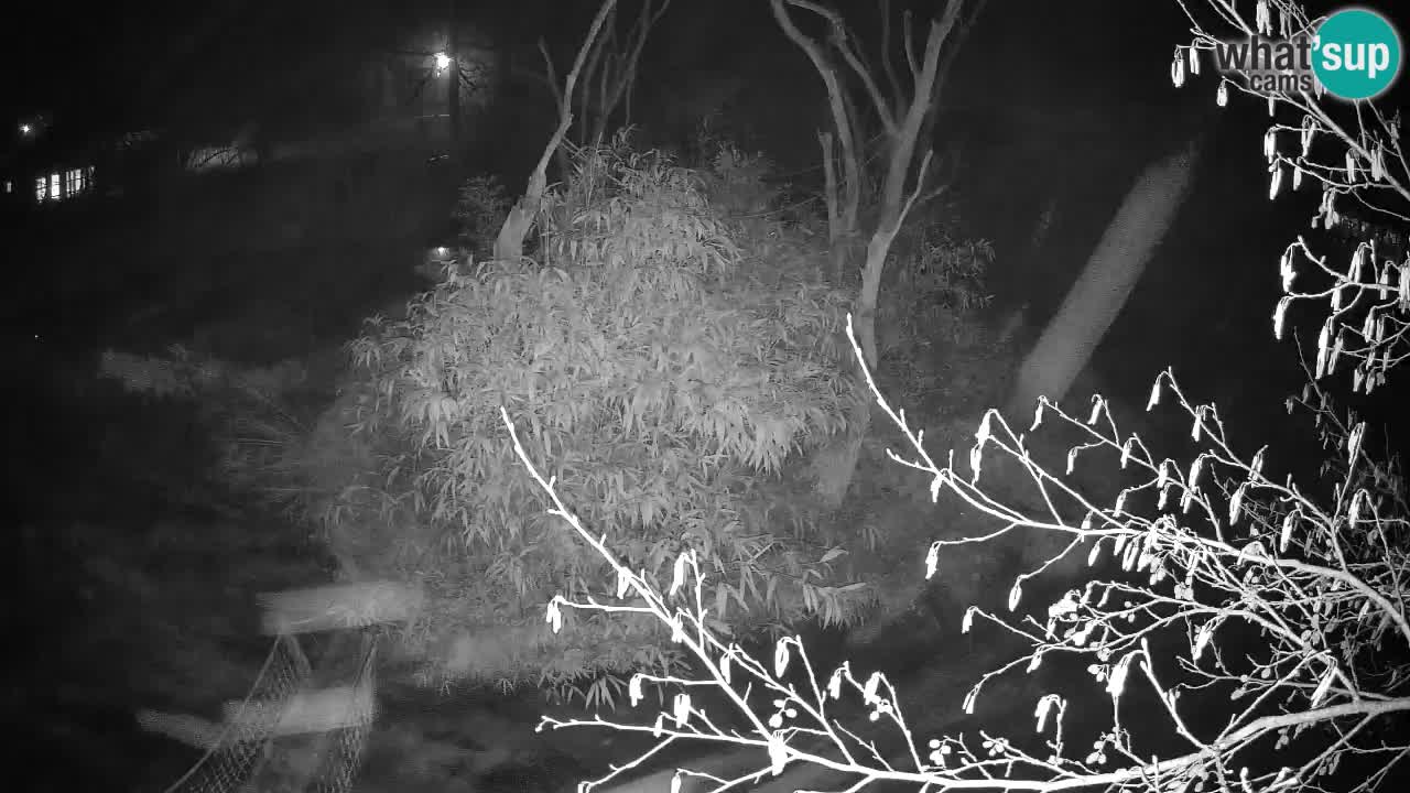 Gibbon à joues jaunes Zoo Ljubljana live cam