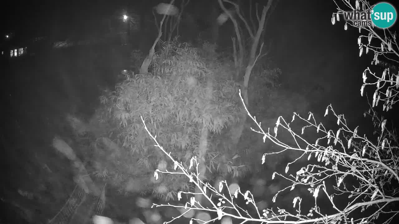 Südlicher Gelbwangen-Schopfgibbon Zoo Ljubljana webcam