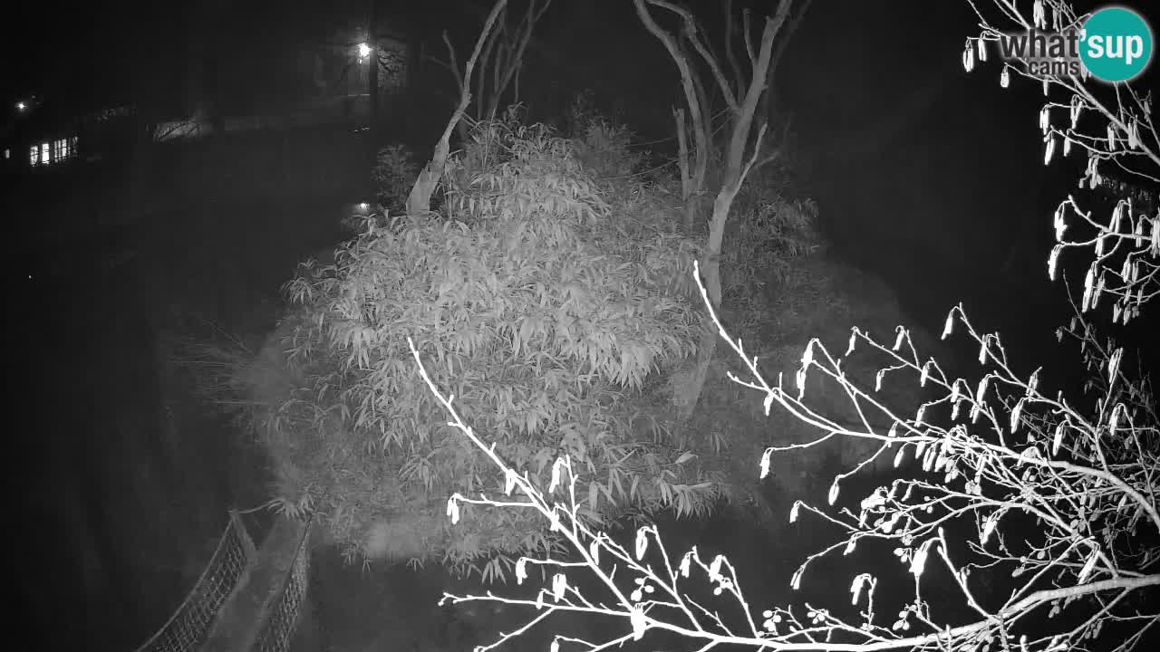 Yellow-cheeked gibbon Zoo Ljubljana livecam