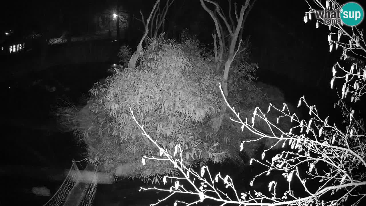 Südlicher Gelbwangen-Schopfgibbon Zoo Ljubljana webcam