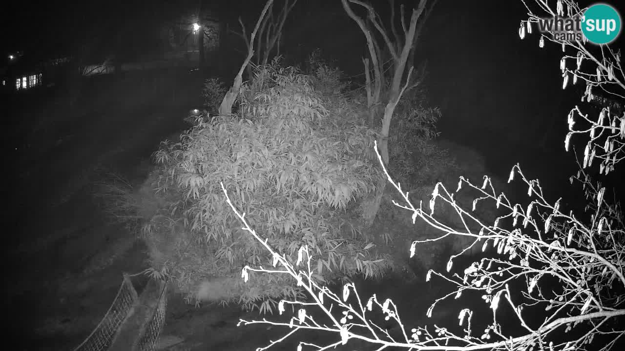 Südlicher Gelbwangen-Schopfgibbon Zoo Ljubljana webcam