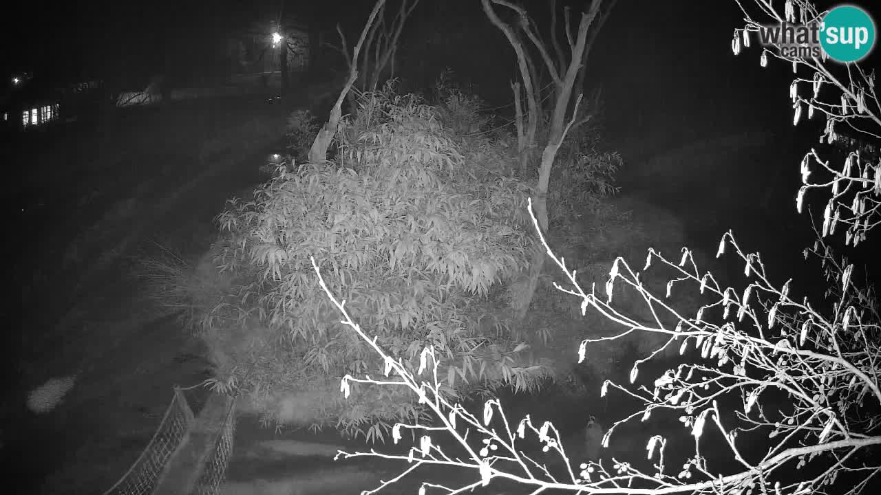 Gibbone dalle guance rosa nello ZOO di Ljubljana