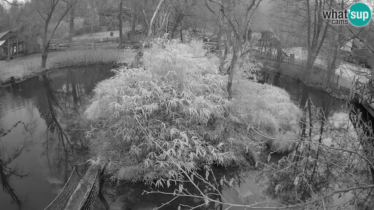 Yellow-cheeked gibbon Zoo Ljubljana livecam