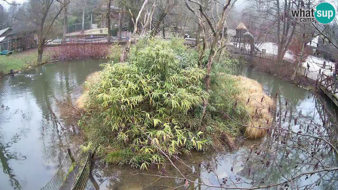 Yellow-cheeked gibbon Zoo Ljubljana livecam