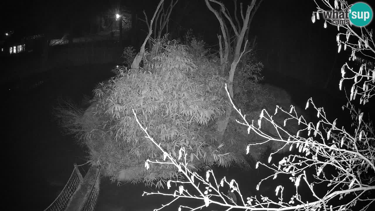 Südlicher Gelbwangen-Schopfgibbon Zoo Ljubljana webcam