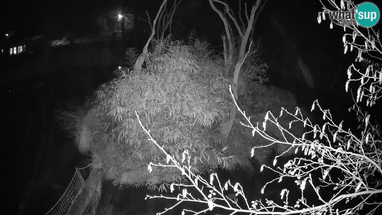 Gibbon à joues jaunes Zoo Ljubljana live cam