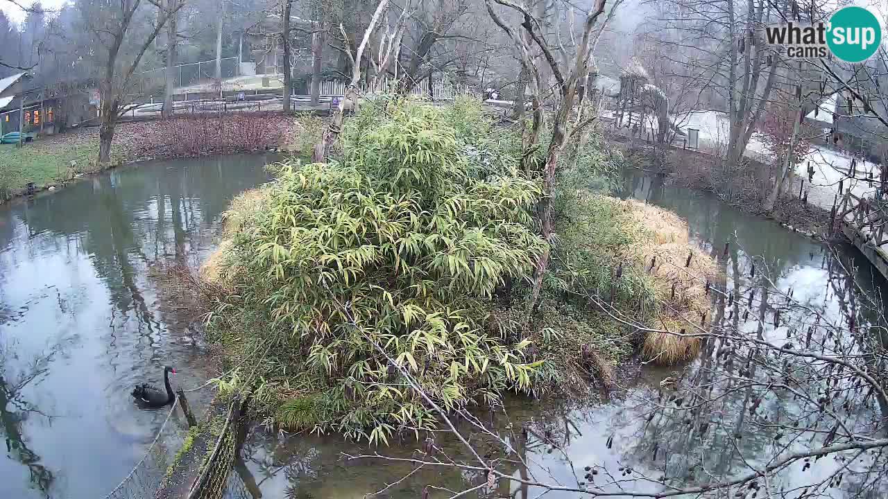Gibbon à joues jaunes Zoo Ljubljana live cam