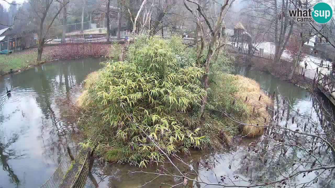 Südlicher Gelbwangen-Schopfgibbon Zoo Ljubljana webcam