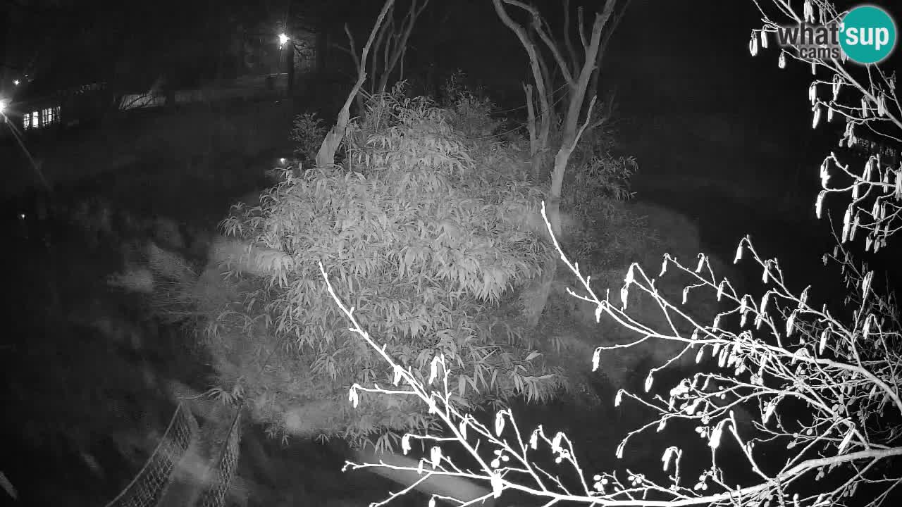 Gibbon à joues jaunes Zoo Ljubljana live cam